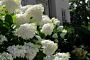 Pluimhortensia-Wit-ALG HAAG