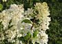 Pluimhortensia-Wit-ALG INZ