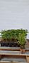 Pluimhortensia-Wit-Kluit-25-30