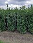 Kirschlorbeer Ani - Hecke kaufen - Prunus laurocerasus Ani