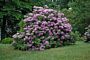 Rhododendron-Catawbiense-Boursalt-ALG HAAG