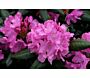 Rhododendron-Roseum-ALG INZ