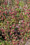 Ribes-King-Edward-VII-ALG HAAG