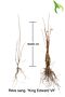 Ribes-King-Edward-VII-Blote-Wortel-40-60