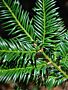 Taxus-Baccata-ALG INZ