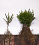 Taxus-Baccata-Blote-Wortel-20-30