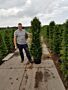 Taxus-Baccata-Pot-175-200