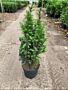 Taxus-Baccata-Pot-60-80