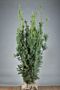 Taxus-Media-Hicksii-Kluit-150-175