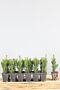 Taxus-Media-Hicksii-Kluit-20-25