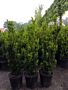 Taxus-Media-Hicksii-Pot-50-60