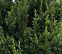 Taxus-media-Hilli-ALG INZ