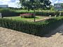 Taxus 