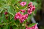 Weigela-Rosea-ALG HAAG