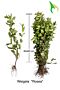 Weigela-Rosea-Blote-Wortel-40-60