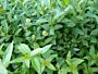Wintergroene-Liguster-Atrovirens-ALG INZ