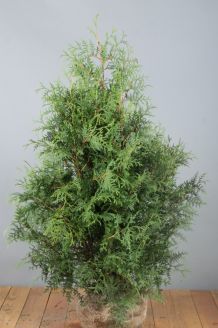 Levensboom 'Brabant' Kluit 100-125 cm Extra kwaliteit Kluit