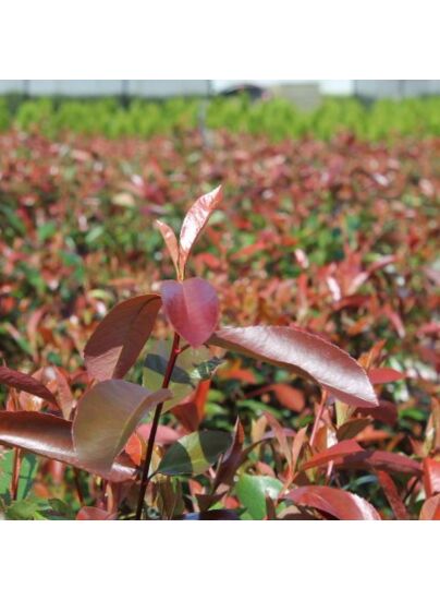 Panter Haalbaar Huisdieren Glansmispel Red Robin | Photinia Fraseri | Haag & Heg