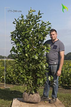 Laurier 'Rotundifolia' Kluit 175-200 cm Extra kwaliteit