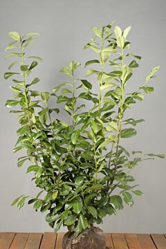 Laurier-Rotundifolia-Kluit-100-125