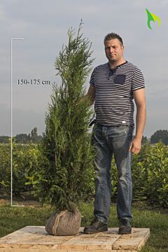 Levensboom 'Atrovirens' Kluit 150-175 cm Extra kwaliteit