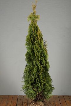 Levensboom-Smaragd-Kluit-150-175