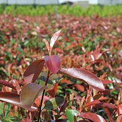 Glansmispel 'Red Robin'