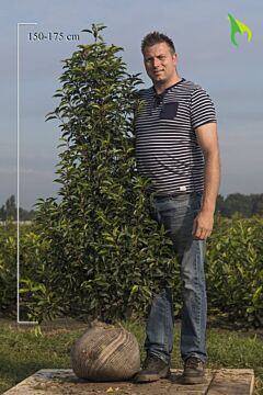 Portugese Laurier Kluit 150-175 cm Extra kwaliteit