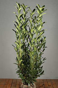Laurier 'Caucasica' Kluit 150-175 cm