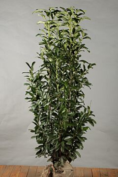 Laurier 'Genolia' Kluit 175-200 cm Extra kwaliteit
