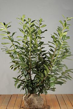 Laurier 'Novita' Kluit 100-125 cm Extra kwaliteit
