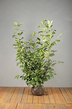 Laurier 'Rotundifolia' Kluit 100-125 cm Extra kwaliteit