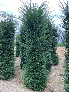 Taxus Baccata Kluit 250-275 cm