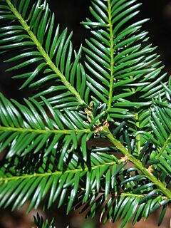 Taxus 'Baccata'