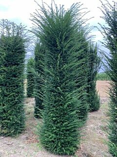 Taxus-Baccata-Kluit-250-275