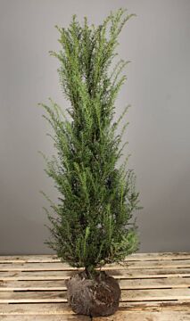 Taxus Baccata Kluit 125-150 cm Extra kwaliteit