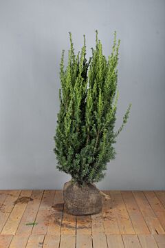 Taxus Baccata Kluit 80-100 cm