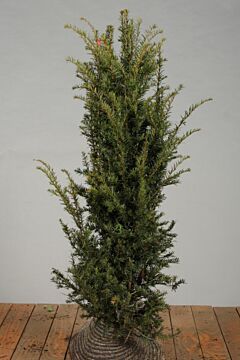 Taxus Baccata Kluit 125-150 cm Extra kwaliteit