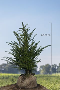 Taxus Baccata Kluit 60-80 cm Extra kwaliteit