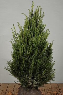 Taxus Baccata Kluit 80-100 cm Extra kwaliteit