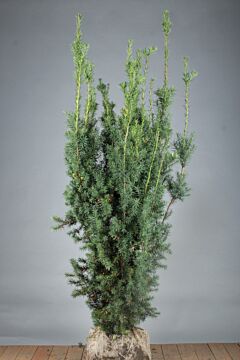 Taxus media 'Hicksii" Kluit 150-175 cm