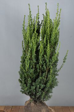 Taxus media 'Hilli' Kluit 100-125 cm