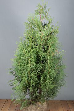 Levensboom 'Brabant' Kluit 125-150 cm Extra kwaliteit