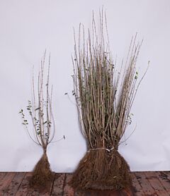 Wintergroene-Liguster-Atrovirens-Blotewortel-80-100