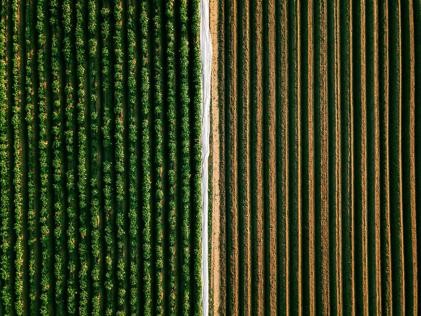 Afbeelding van een natuurlijke haag omgeving - over ons.