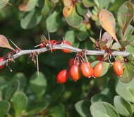 Berberis